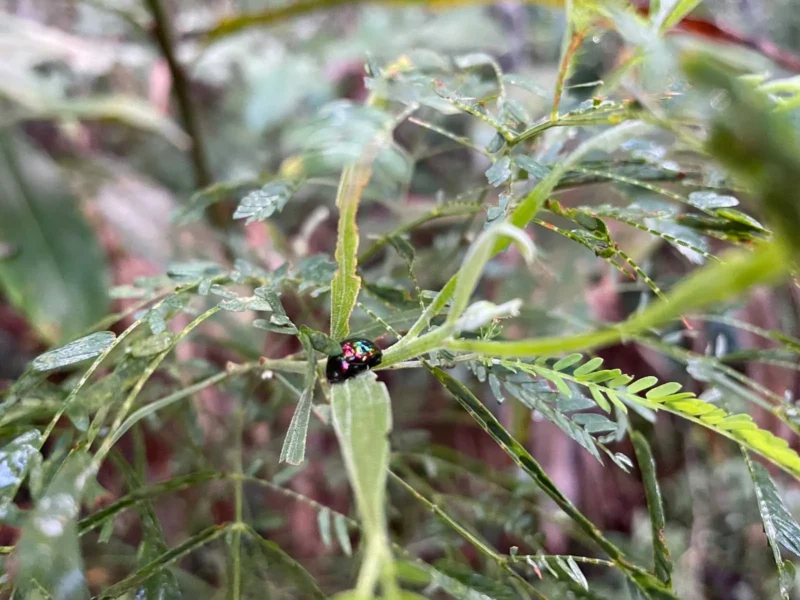 Beetle on leaf in rainforest