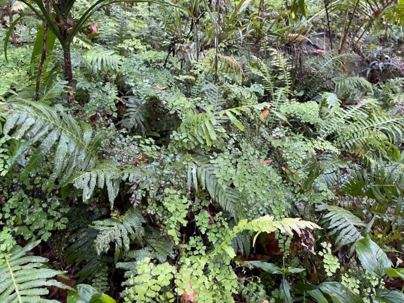 Plants on rainforest floor
