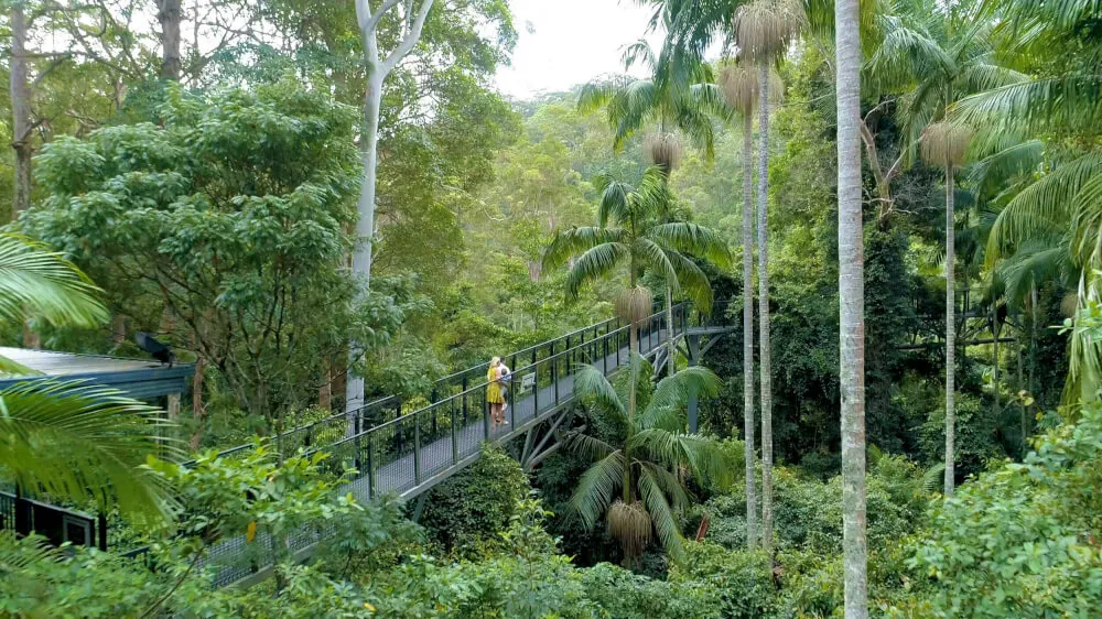 Tamborine Rainforest Skywalk​